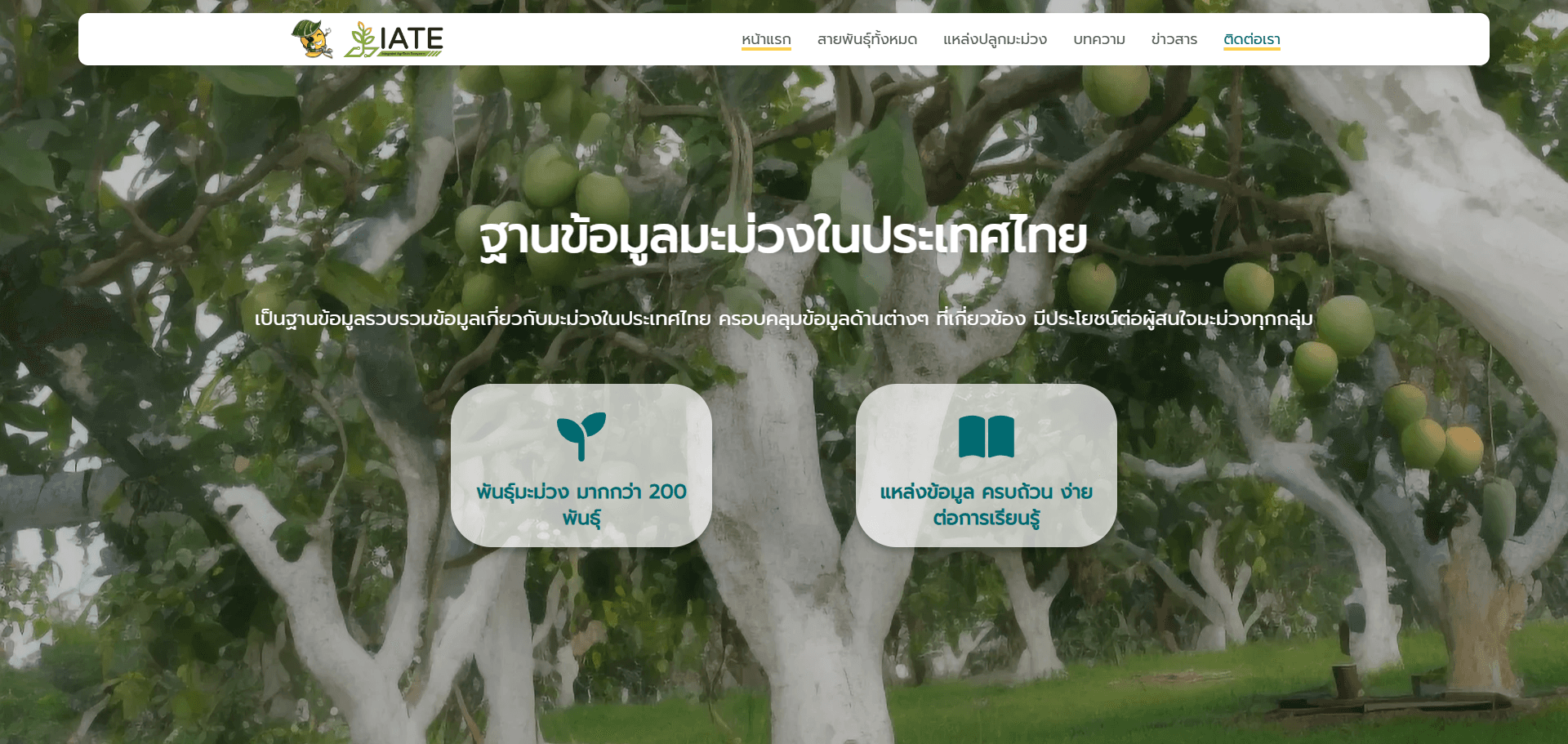 Mango Database Thailand